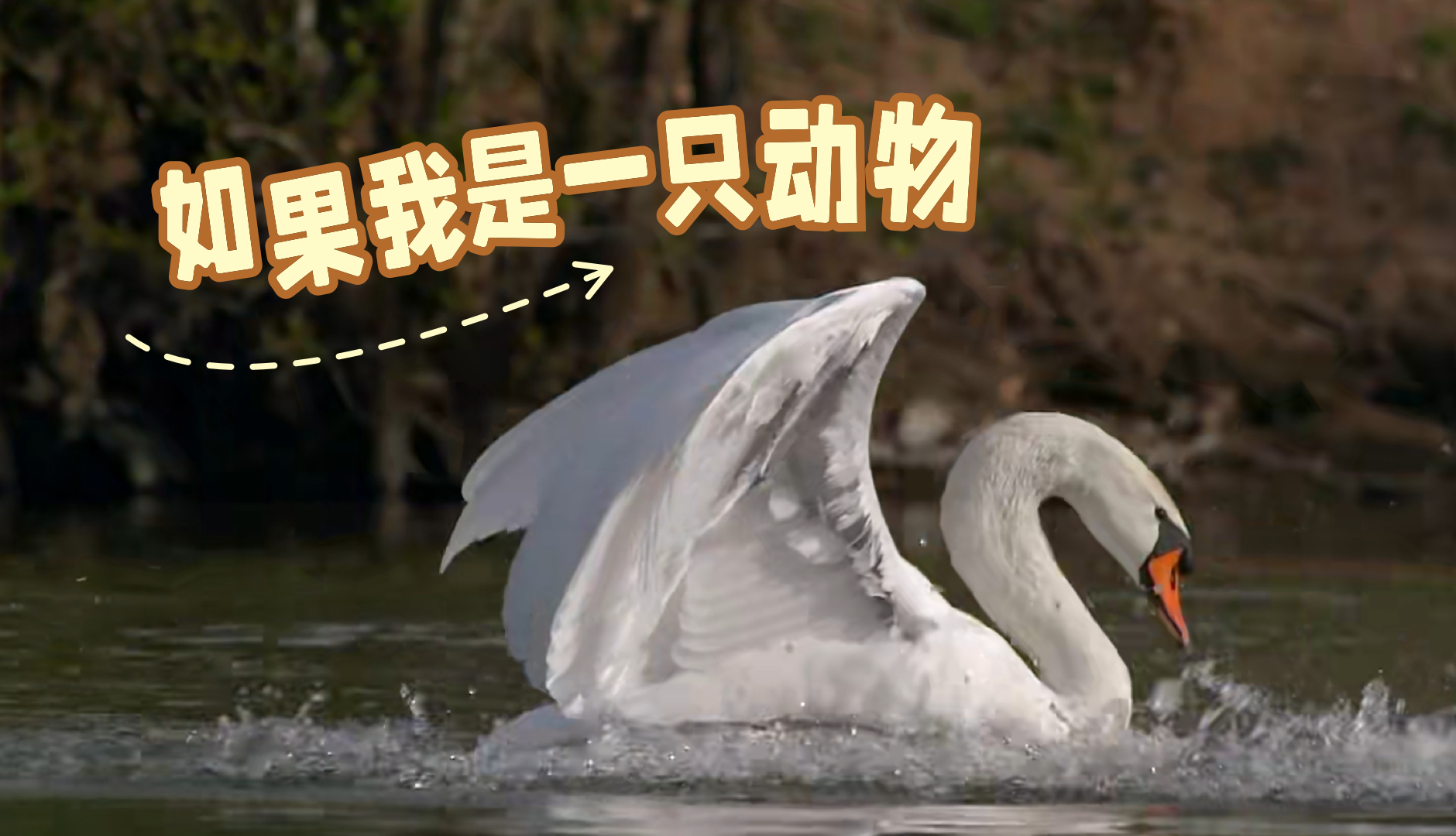 如果我是一只动物