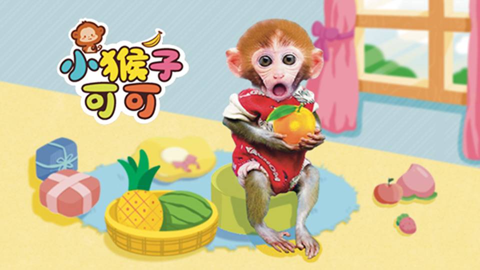 小猴子可可