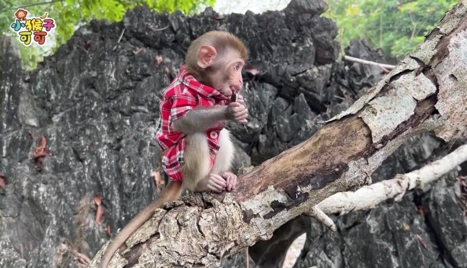 贪吃的可可