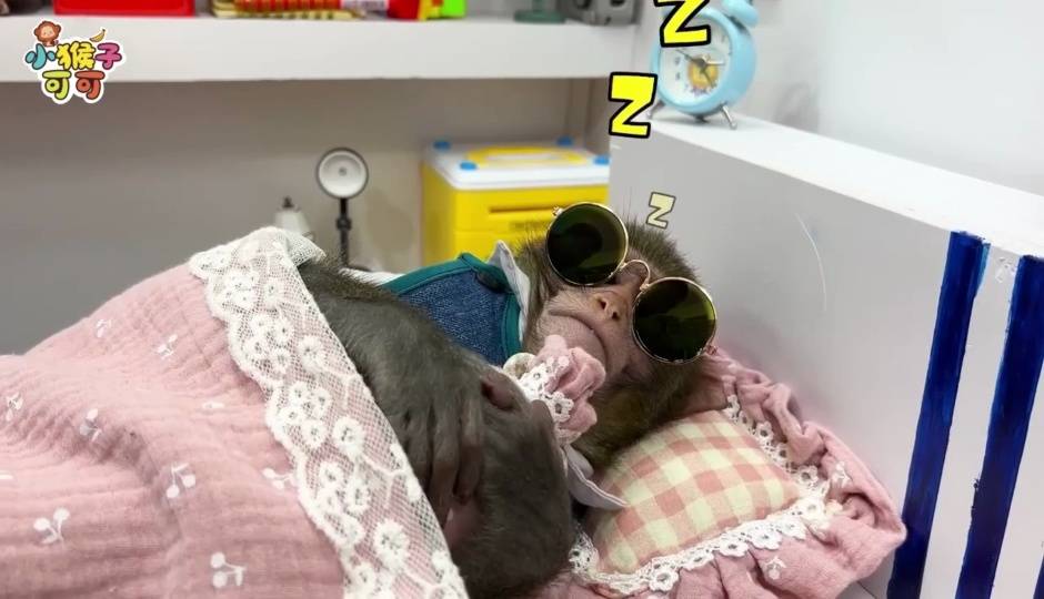 可可睡懒觉