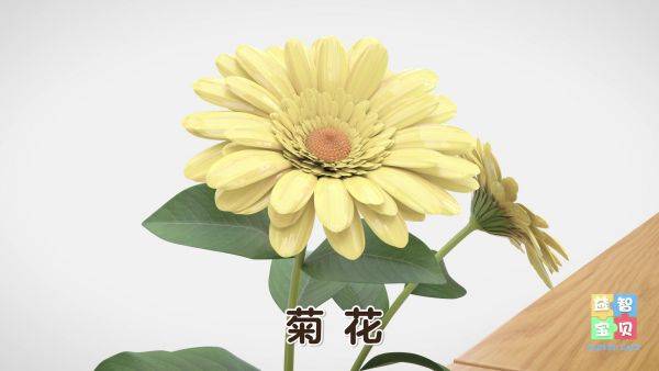 种花，认识花朵