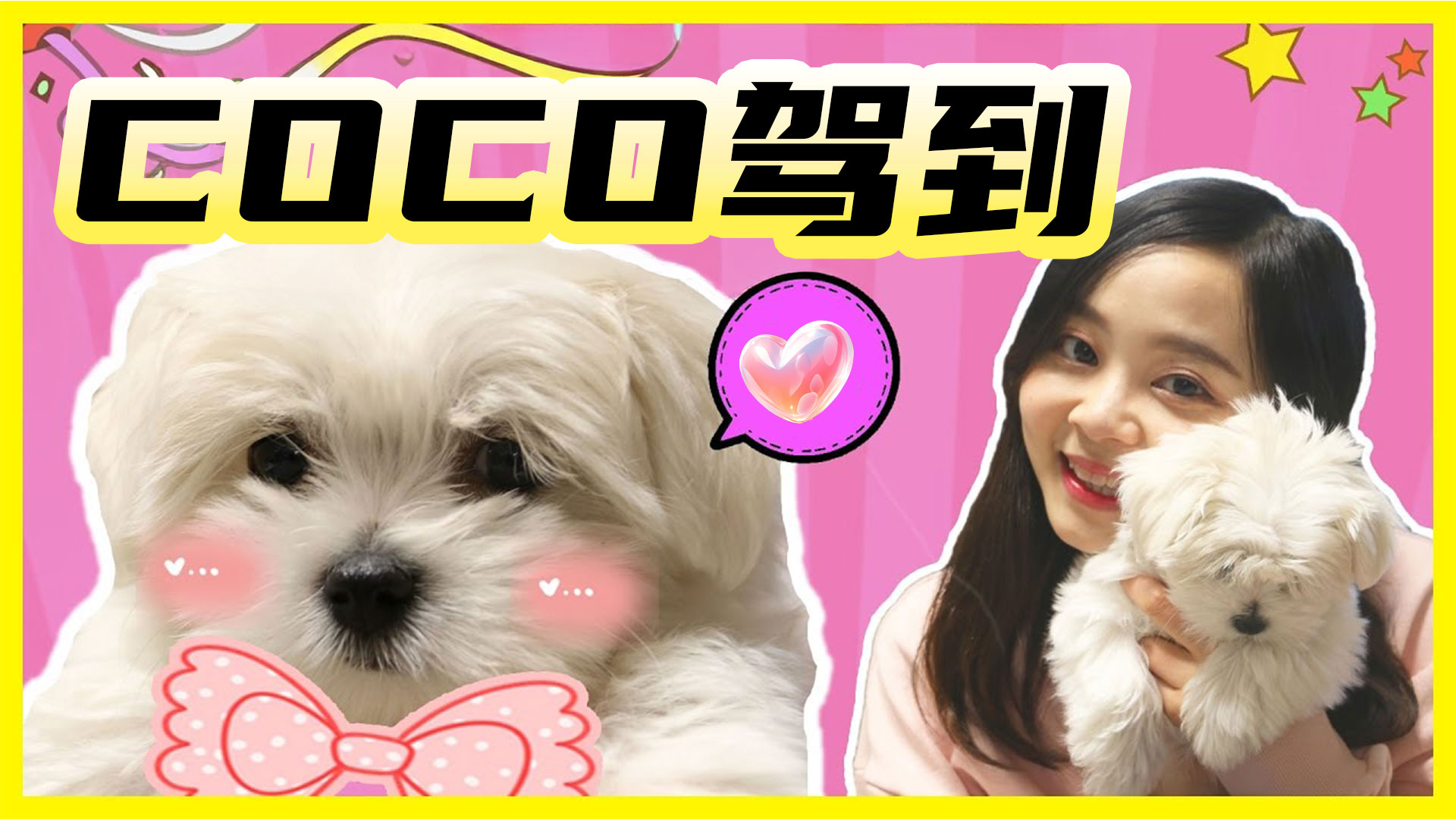 小伶的新家庭成員：和coco的第一次见面