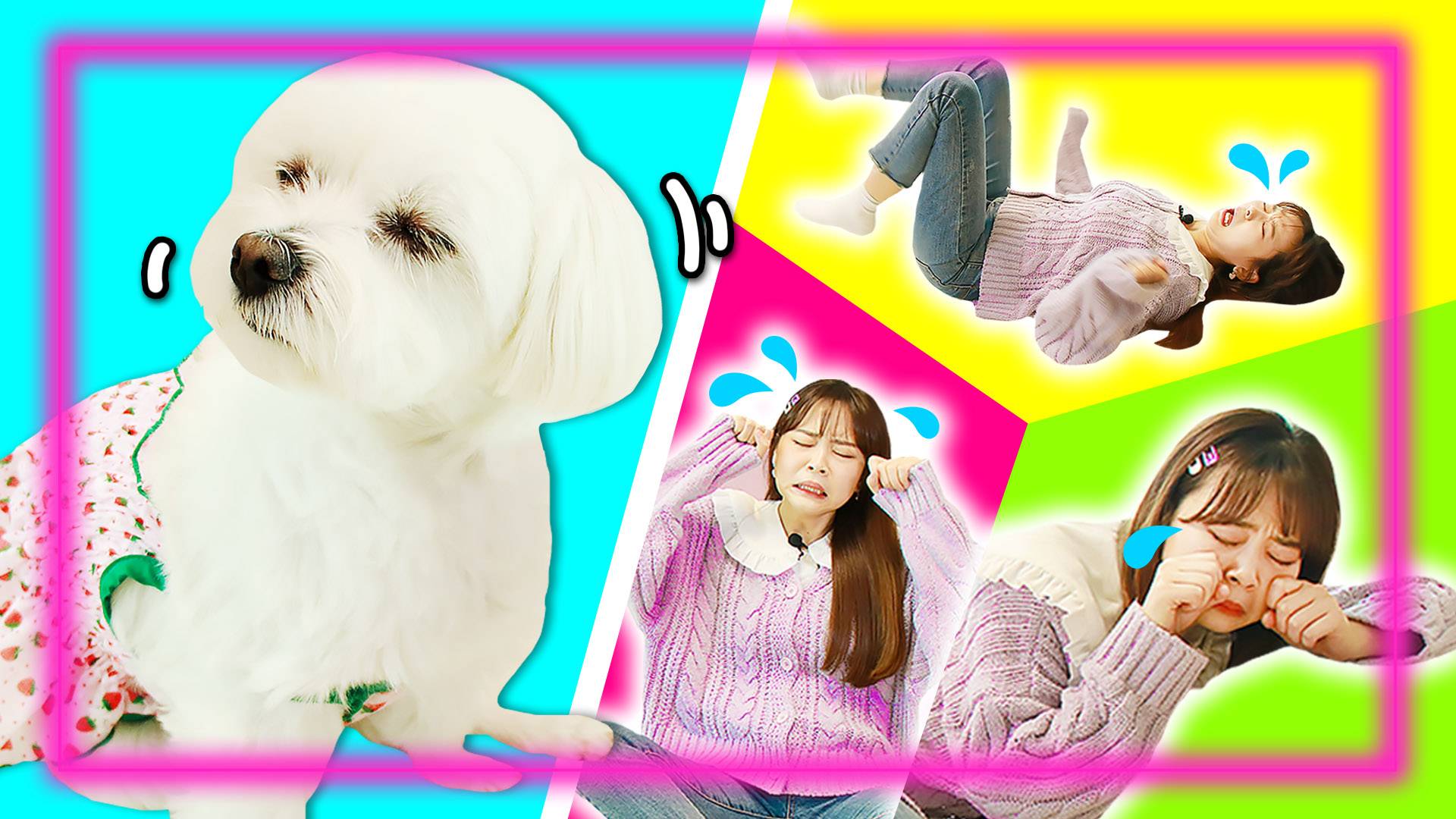 【萌宠日记】面对大声痛哭的小伶，coco的反应居然是？！