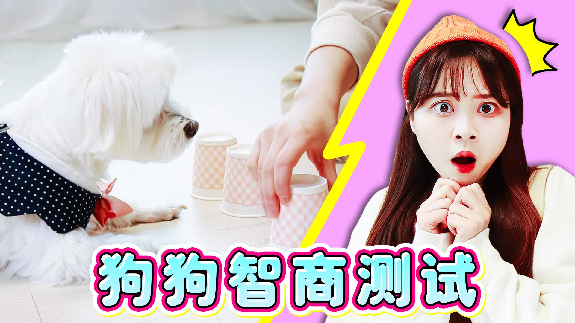 【萌宠日记】coco的IQ测试！她究竟是不是天才犬呢？