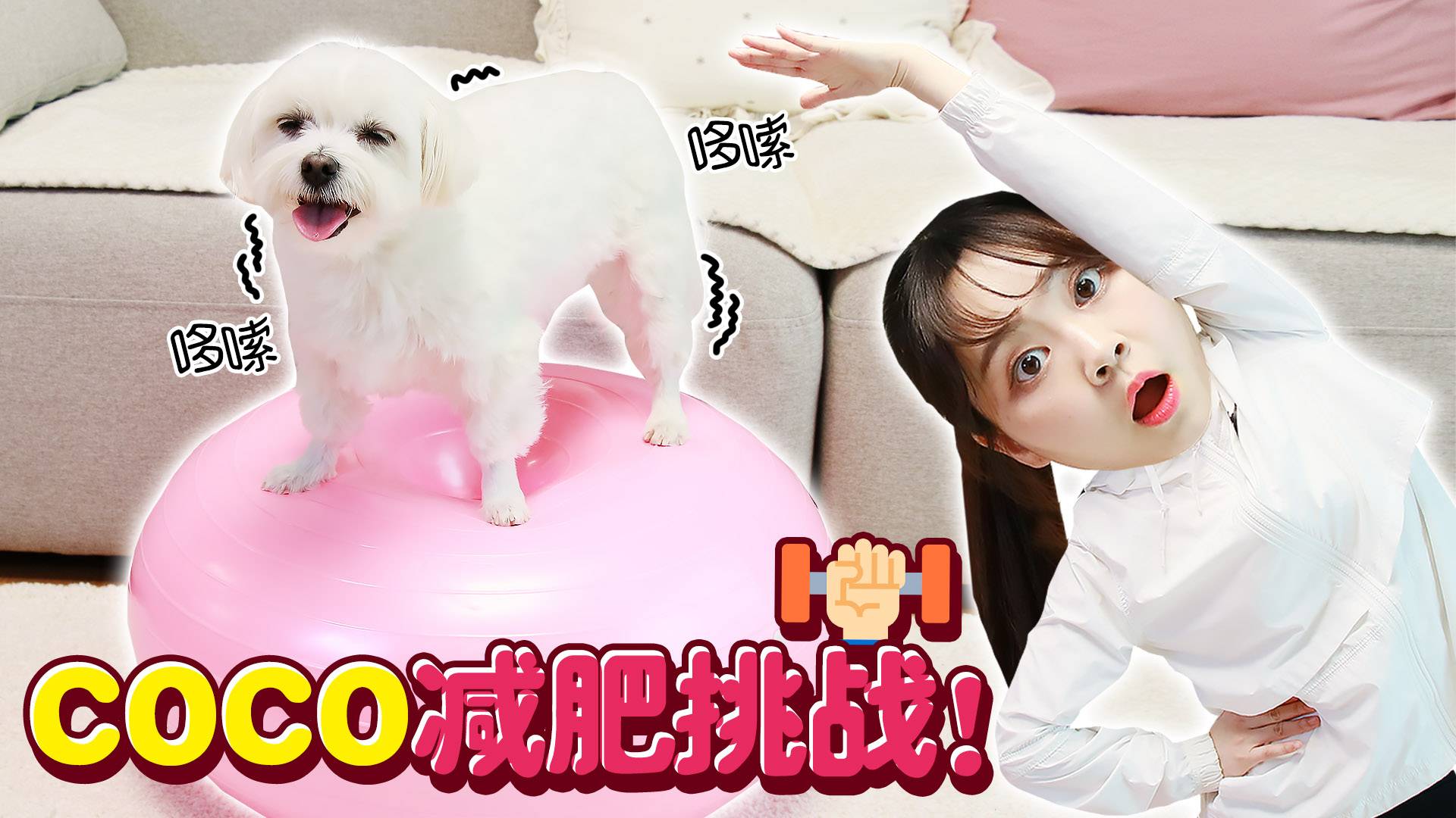 【萌宠日记】COCO瘦身大挑战！小伶准备了狗狗专用健身球！