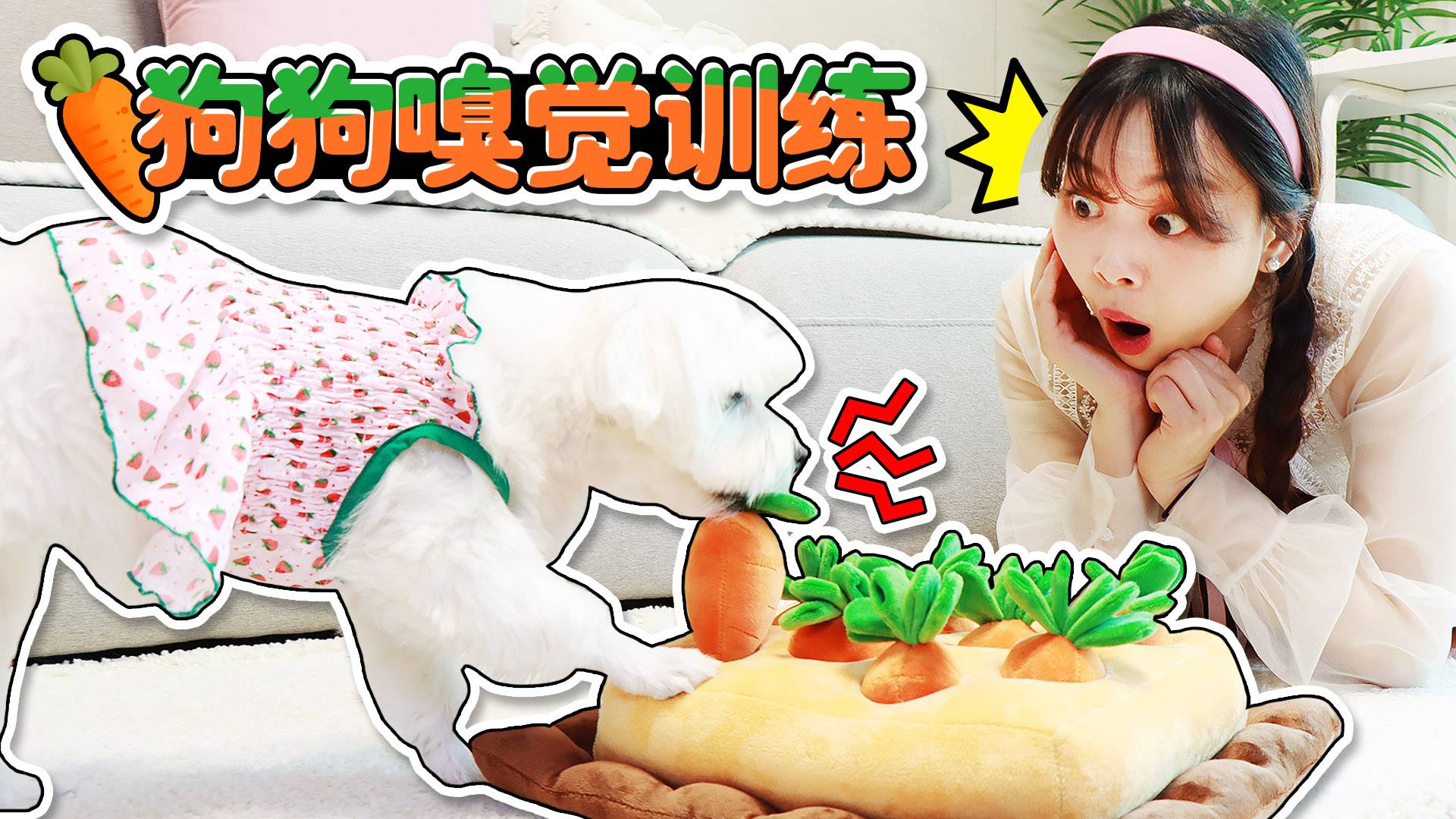 【萌宠日记】狗狗嗅觉训练！coco能否顺利找到胡萝卜地里隐藏的食物呢？