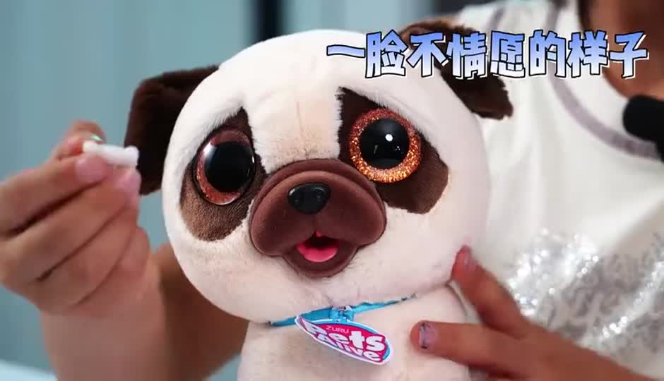 穿尿不湿的狗狗