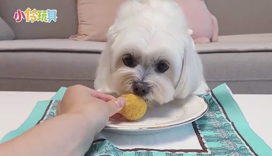 萌宠专属的美食？coco的炸鸡套餐