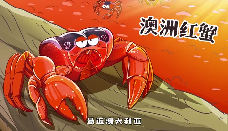 澳洲红蟹大迁徙
