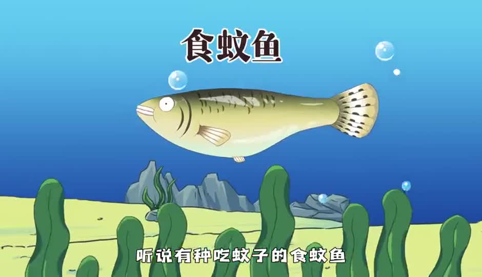 食蚊鱼
