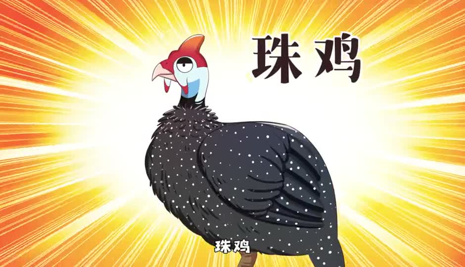 珠鸡