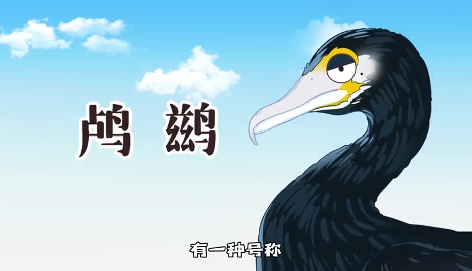 鸬鹚