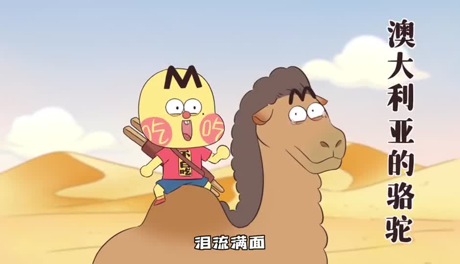 澳大利亚的骆驼