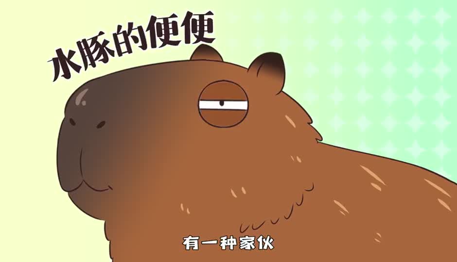 水豚的便便