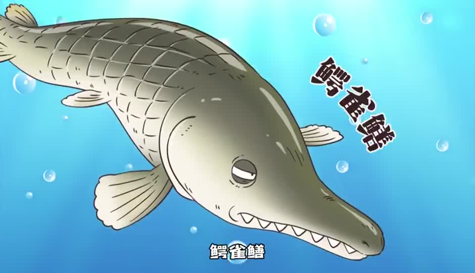 鳄雀鳝