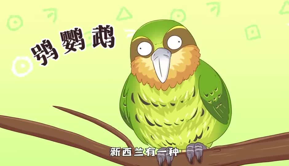 鸮鹦鹉