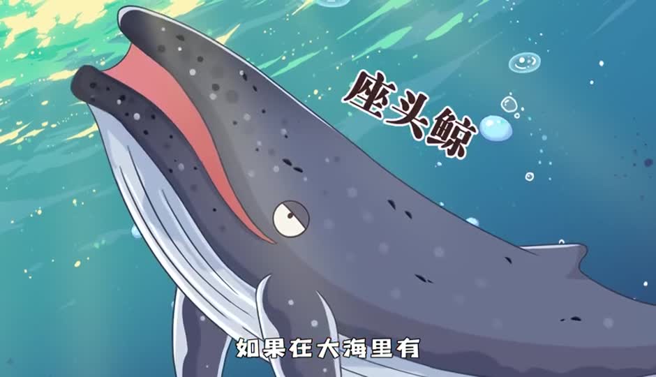 座头鲸