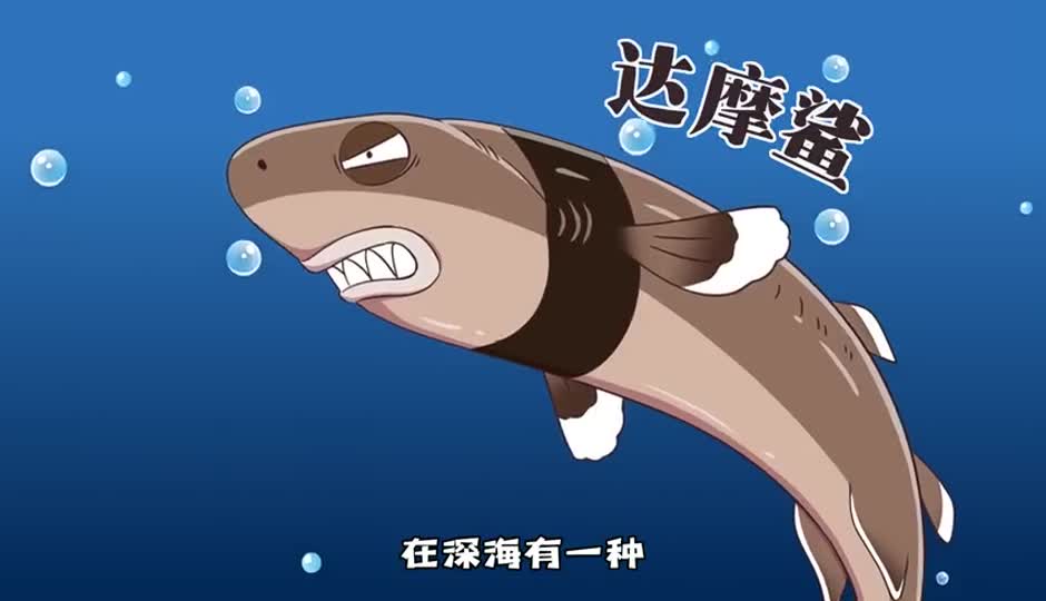 达摩鲨