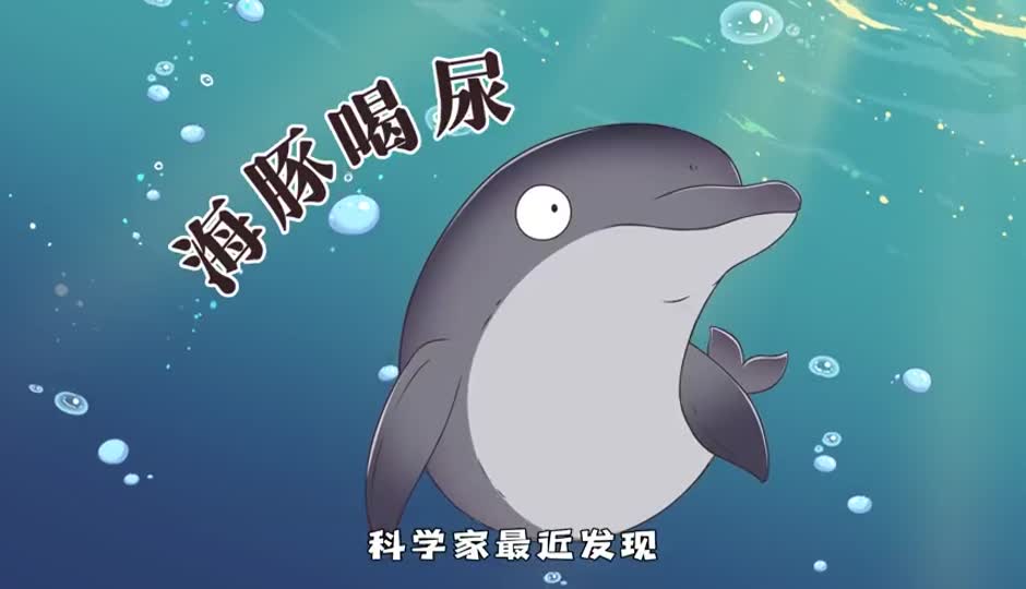 海豚喝尿