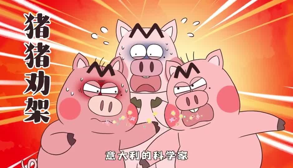 猪猪劝架