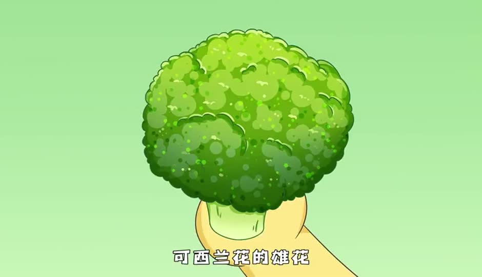 西兰花