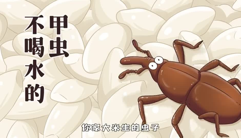 不喝水的甲虫