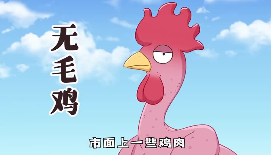 无毛鸡