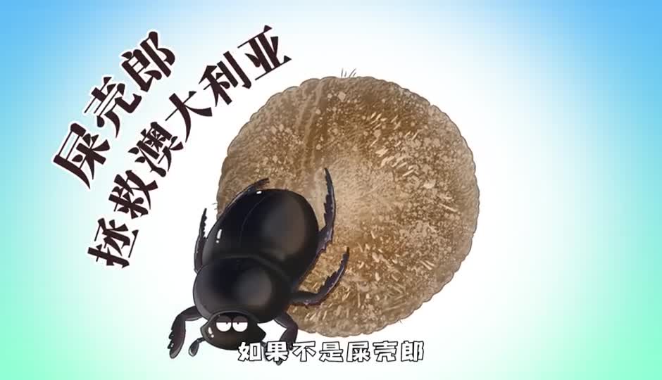 屎壳郎拯救澳大利亚