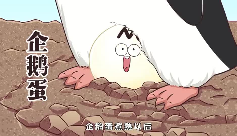 企鹅蛋