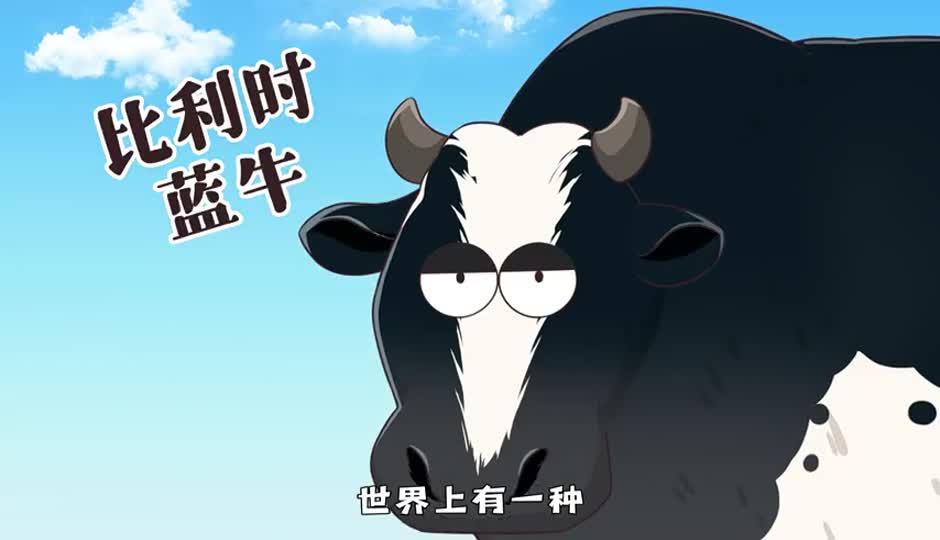 比利时蓝牛