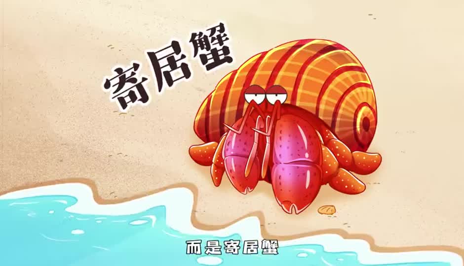 寄居蟹