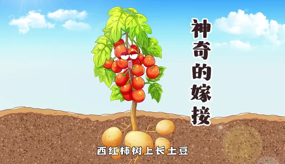 神奇的嫁接