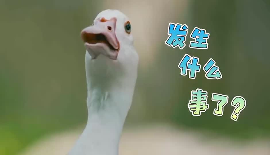 新春特辑4-“臭”香的灵魂，田螺鸭脚煲！