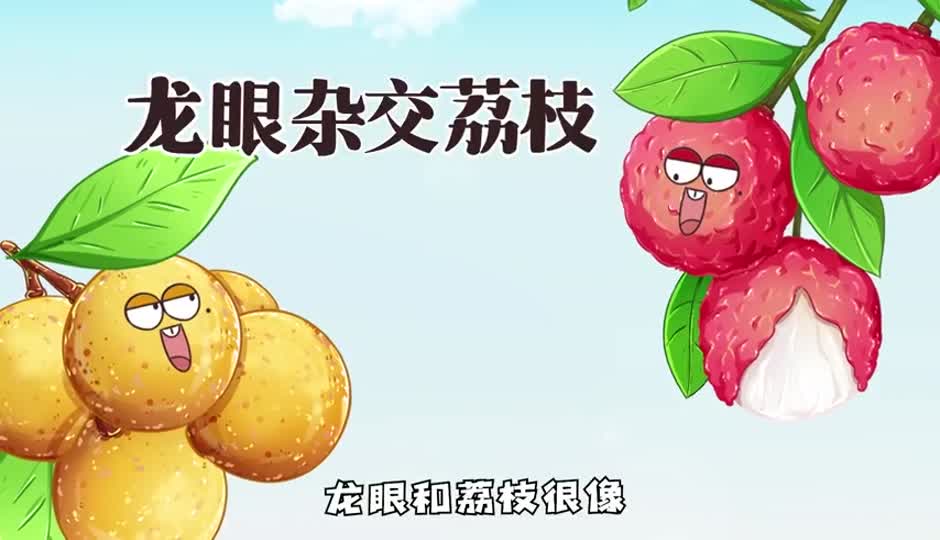 龙眼荔枝