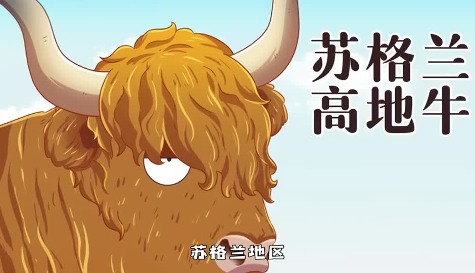 苏格兰高地牛
