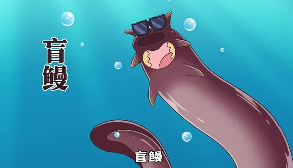盲鳗