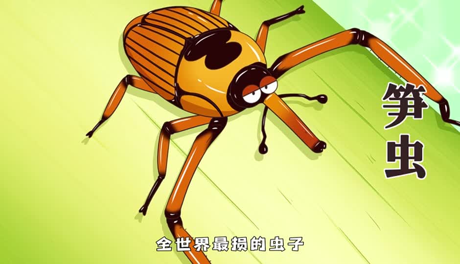 笋虫