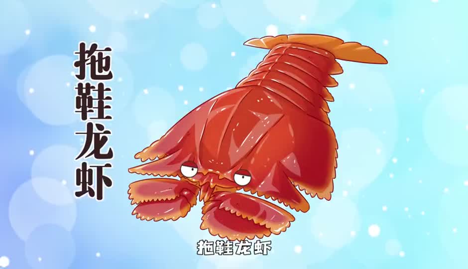 拖鞋龙虾