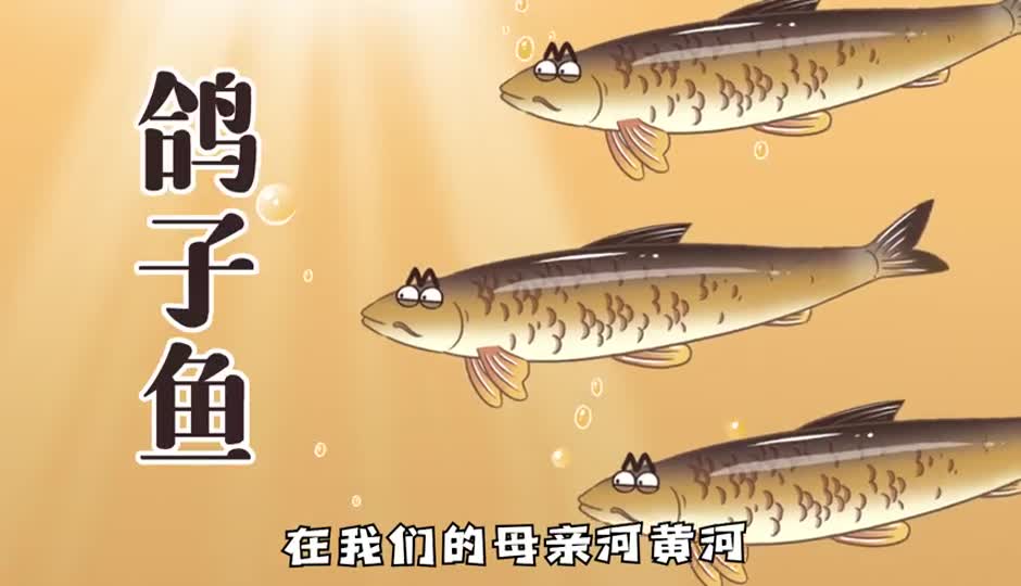 鸽子鱼