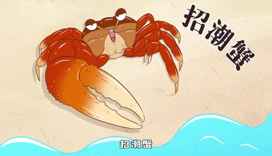 招潮蟹