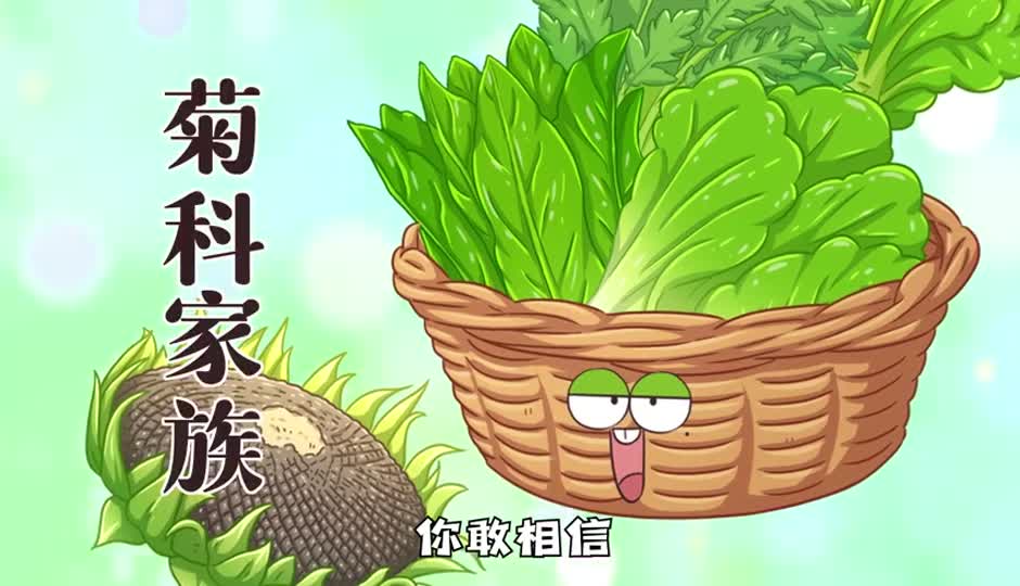 菊科家族