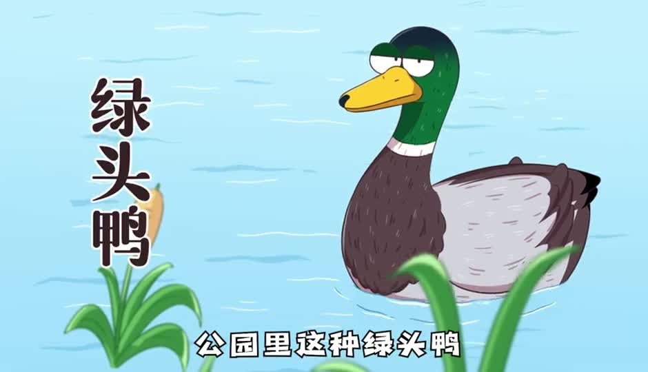 绿头鸭