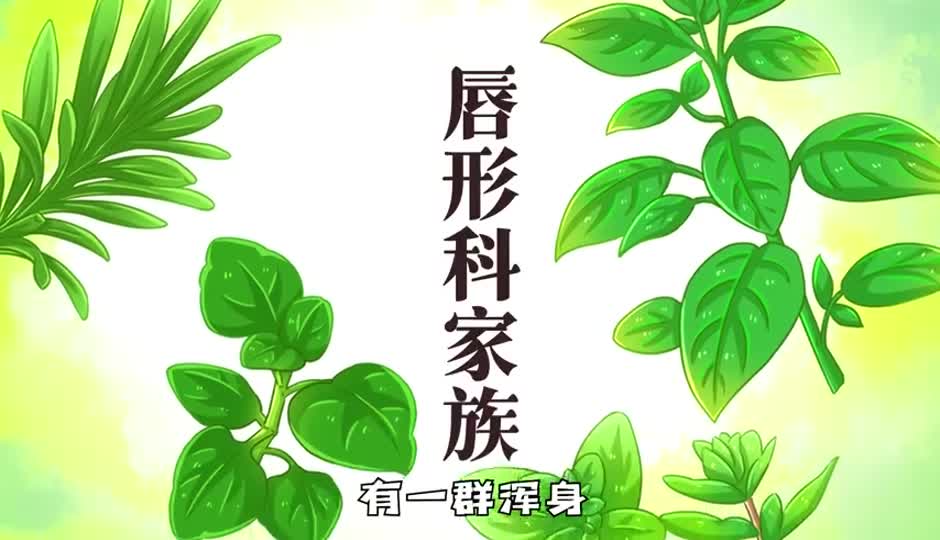 唇形科植物
