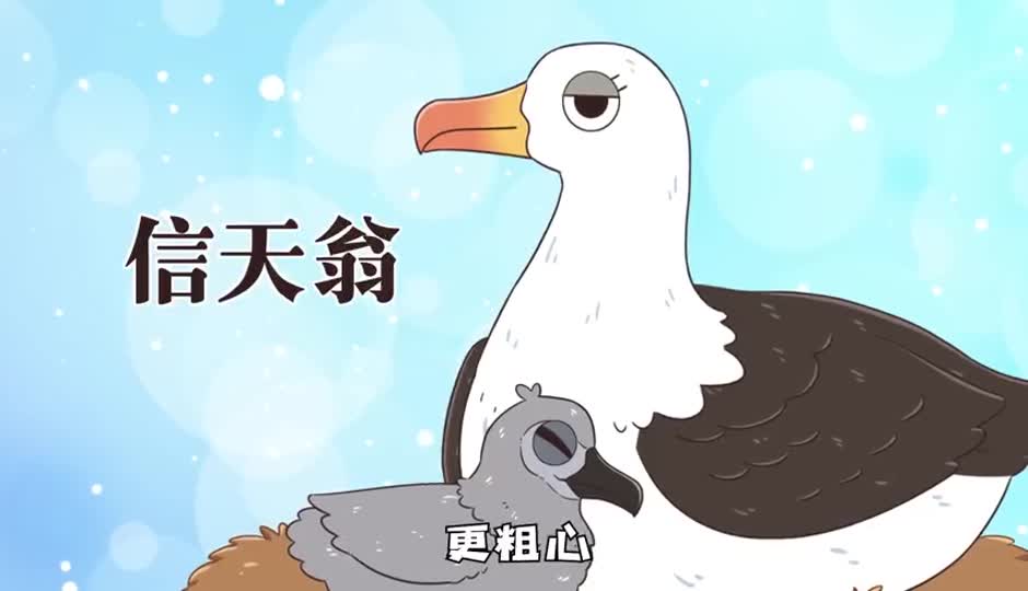 信天翁