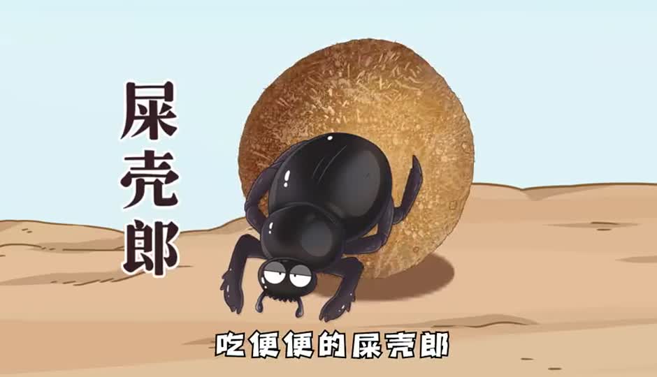 屎壳郎