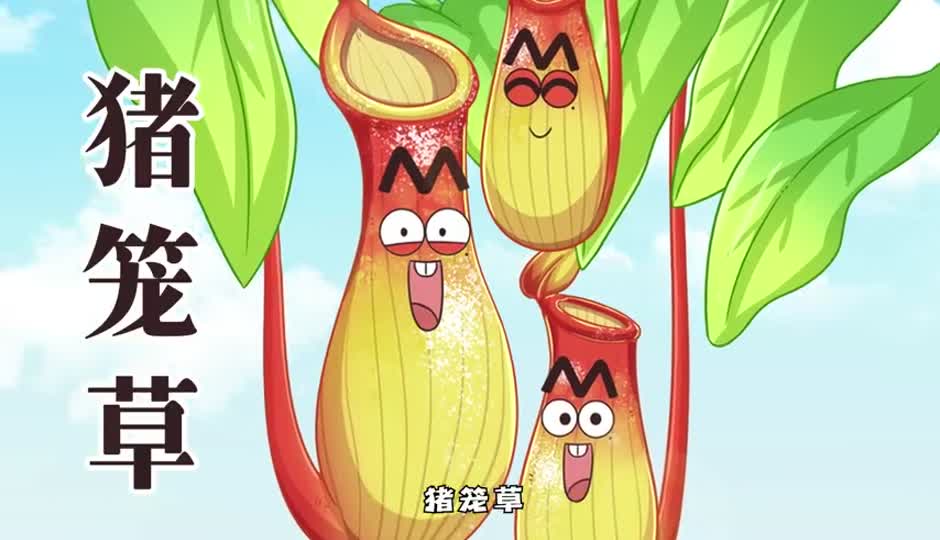 猪笼草