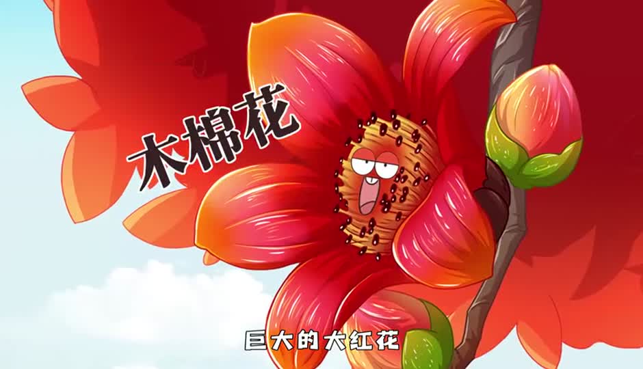 木棉花