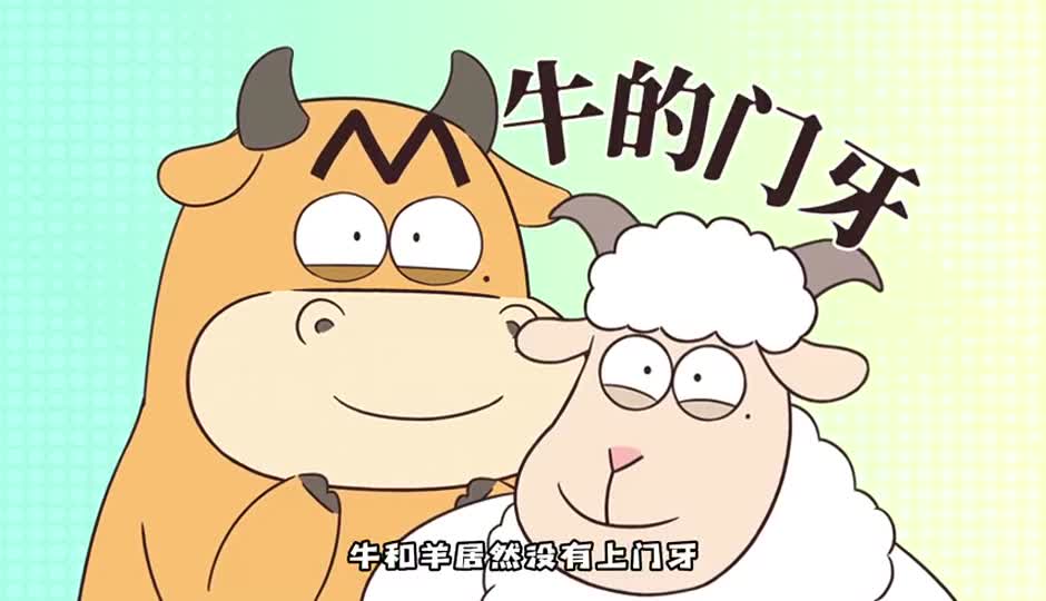 你观察过吗？牛只有下门牙？