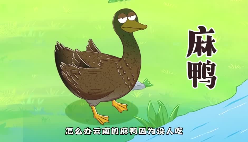 麻鸭