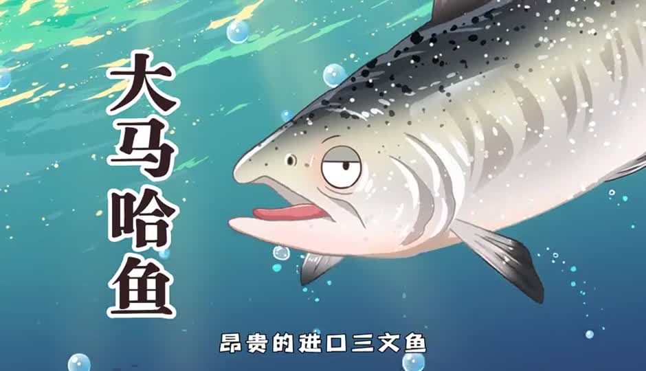 大马哈鱼